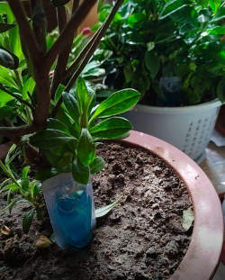 家庭养花用生根粉