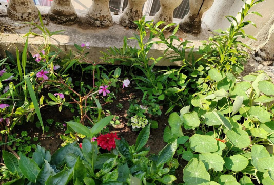 家庭养花用生根粉