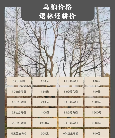 十四乌桕什么价