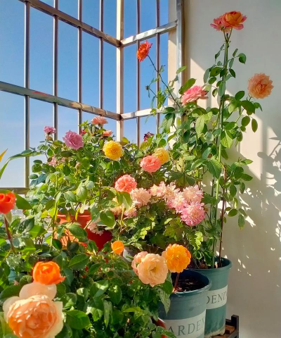 家庭养花用生根粉