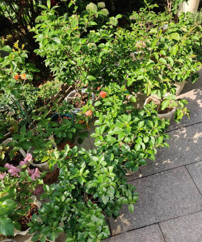 家庭养花用生根粉