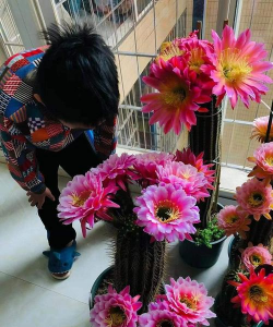 家庭养花用生根粉