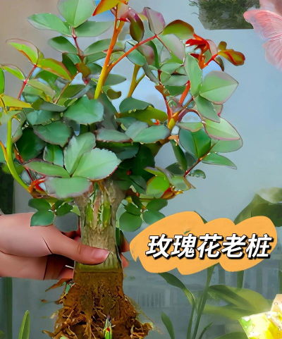 家庭养花用生根粉