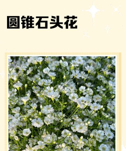 圆锥石头花怎么插好看