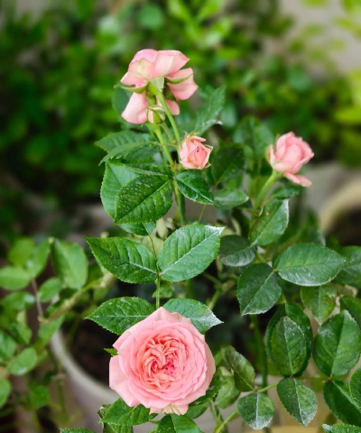 家庭养花用生根粉