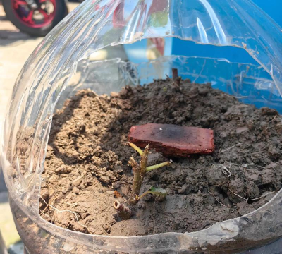 家庭养花用生根粉