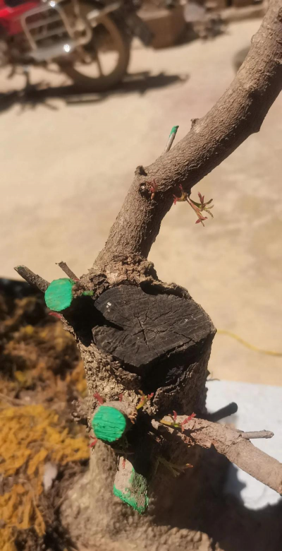 家庭养花用生根粉