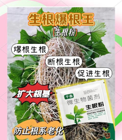 家庭养花用生根粉