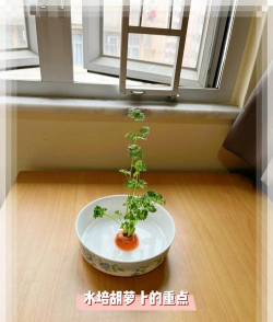 水培胡萝卜怎么总是烂