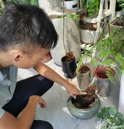 家庭养花用生根粉