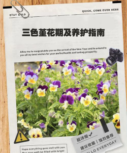 三色景怎么养护