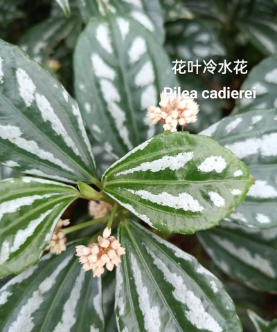 紫叶冷水花怎么养殖