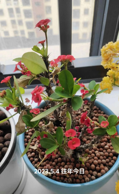 家庭养花用生根粉