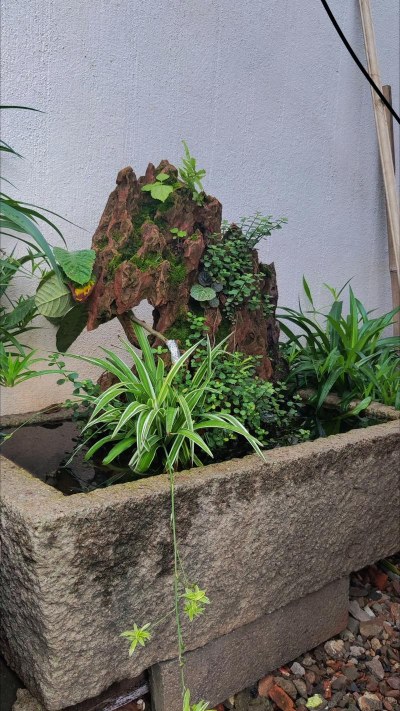 利用山里植物养花