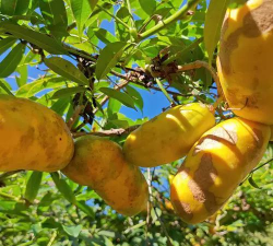 黄金蕉果苗适合什么时候种植