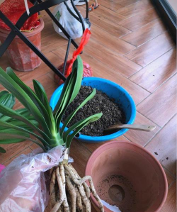 家庭养花用生根粉