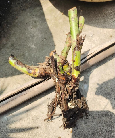 家庭养花用生根粉