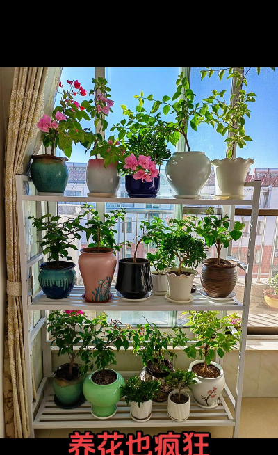 家庭养花用生根粉