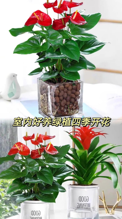 白掌红掌怎么种