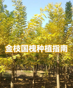 国槐种植时间和方法