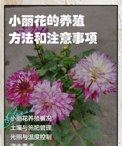 盆栽小丽花怎么养
