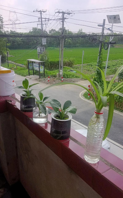 家庭养花用生根粉