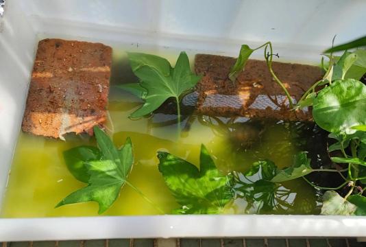 家庭养花用生根粉