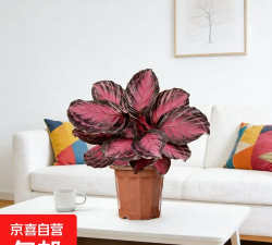 红苹果竹芋的怎么养