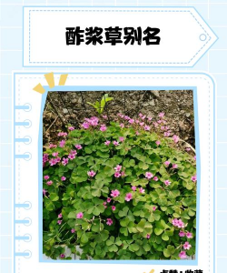 酢浆草是什么味道