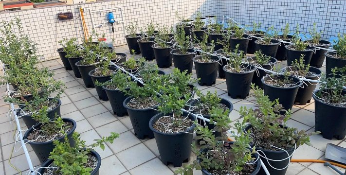 家庭养花用生根粉