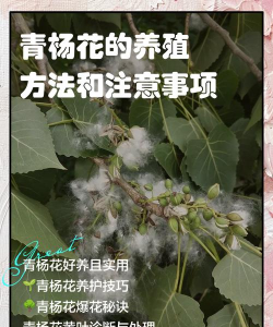 杨花怎么养花好看
