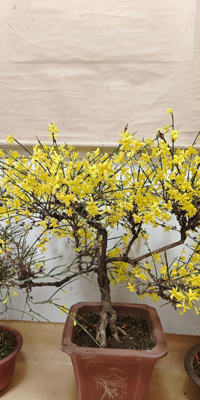 迎春什么品种好看