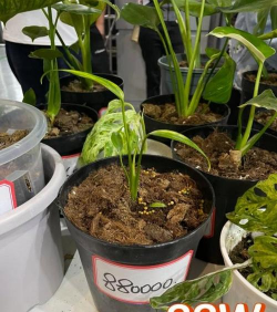 家庭养花用生根粉