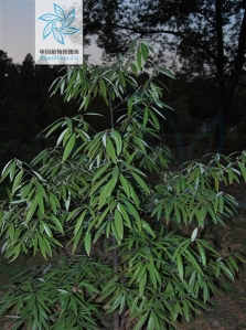 竹叶楠木什么价