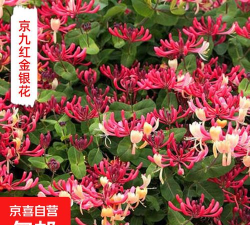红色金银花怎么种植