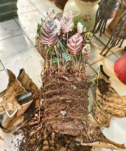 家庭养花用生根粉