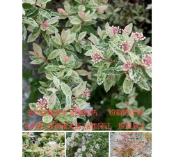 绣线菊叶子黄了怎么办