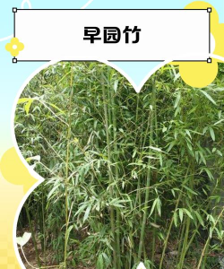 早园竹北京怎么过冬