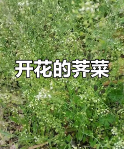 芥菜开什么花