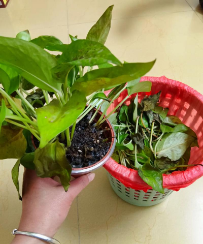 家庭养花用生根粉