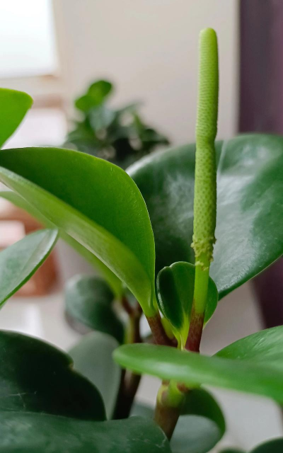 豆瓣绿怎么会掉叶