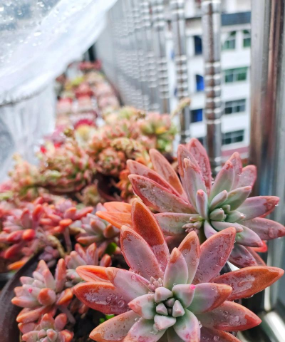 家庭养花用生根粉