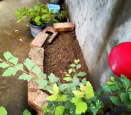 家庭养花用生根粉