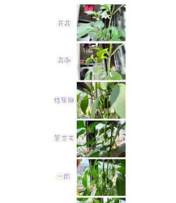 五色椒怎么播种