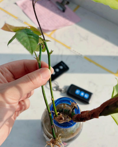 家庭养花用生根粉