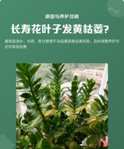 油枯养花的好处