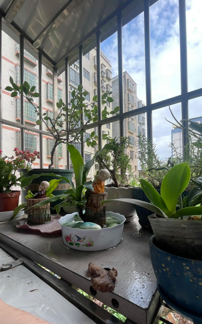 家庭养花用生根粉