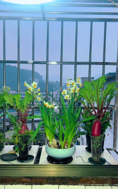 家庭养花用生根粉