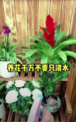 家庭养花用生根粉