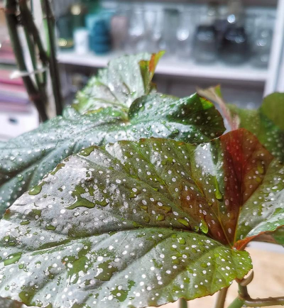 家庭养花用生根粉